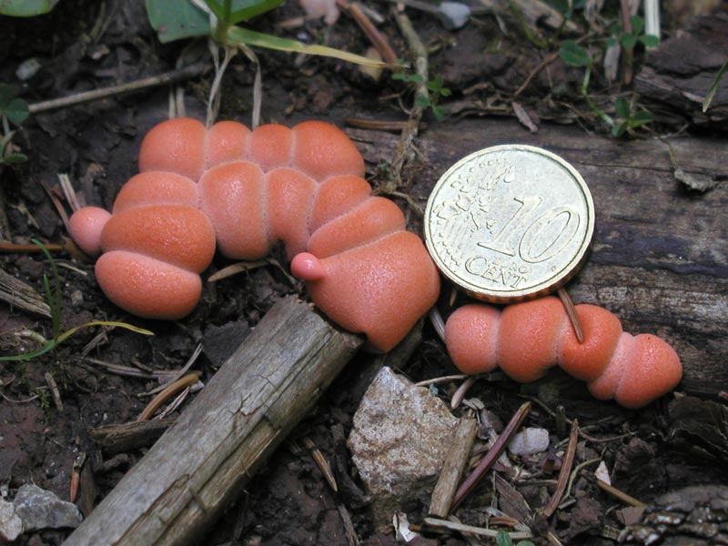 Lycogala epidendron  -  Che cos''?